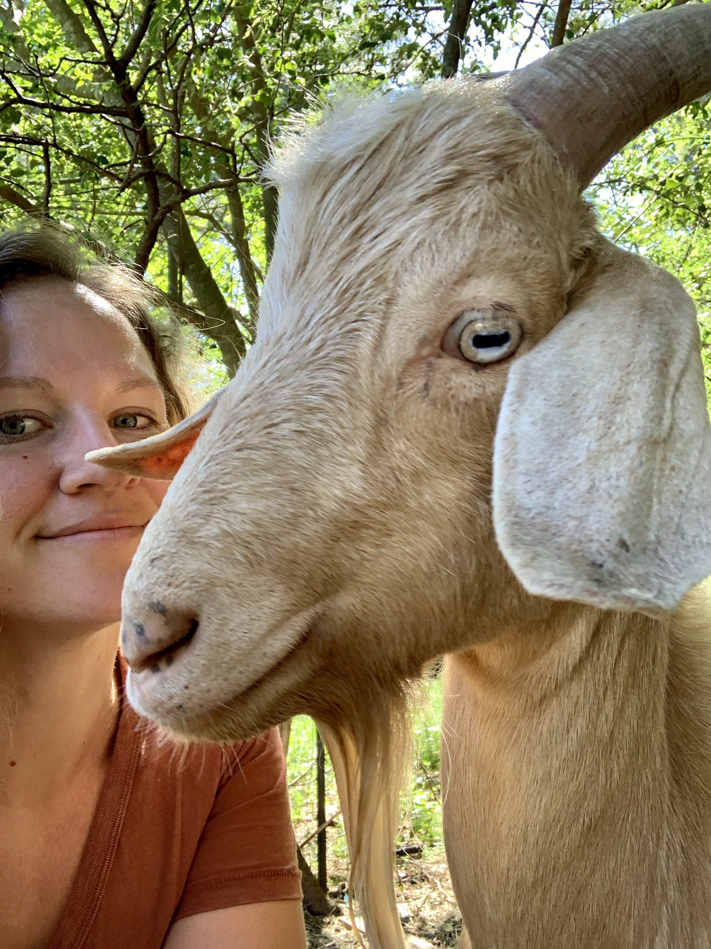 goats
